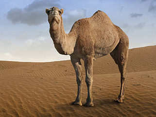 Camel