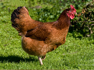 Chicken