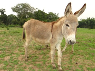 Donkey