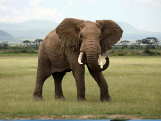 Elephant