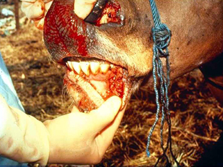 Foot  and Mouth