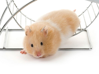 Hamster