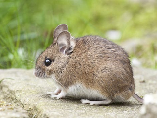 Mouse