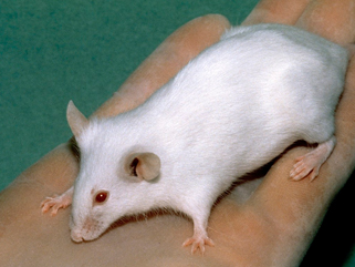Murine