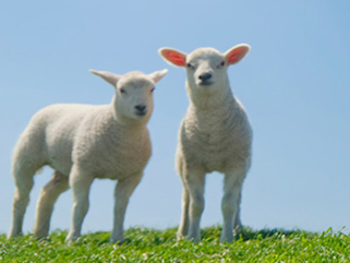 Ovine