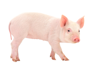 Pig