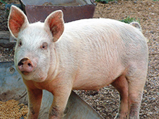 Porcine