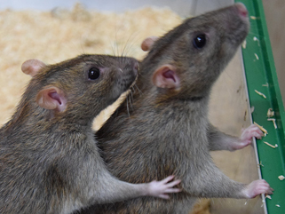 Rat