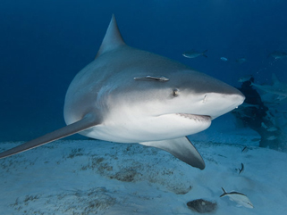 Shark