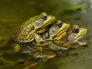 Tadpole
