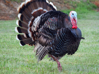 Turkey