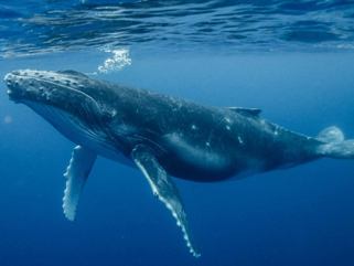 Whale